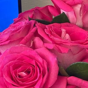 Meet your Posher, Annette